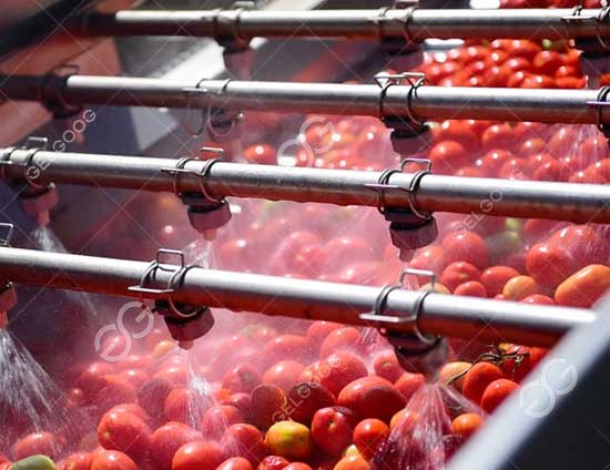 Línea de lavado de tomates