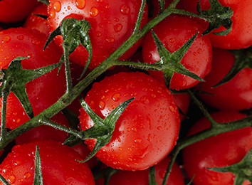 tomate-img1