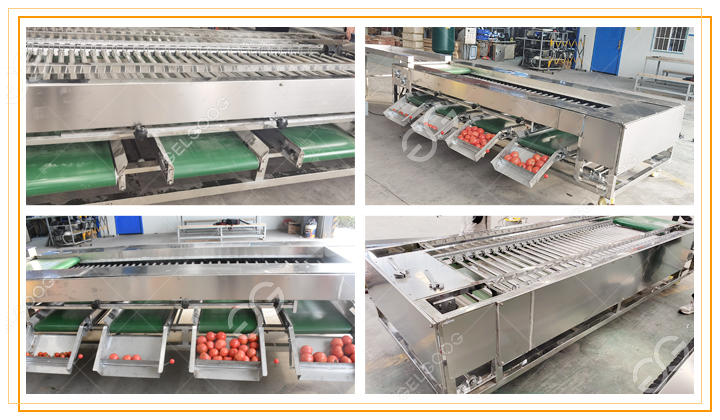 máquina clasificadora de tomates.jpg