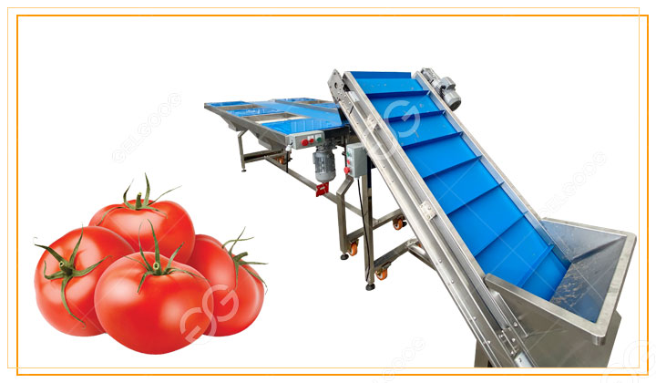cinturón de recolección de tomates.jpg