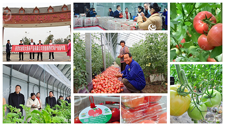 cultivo de tomates en China.jpg