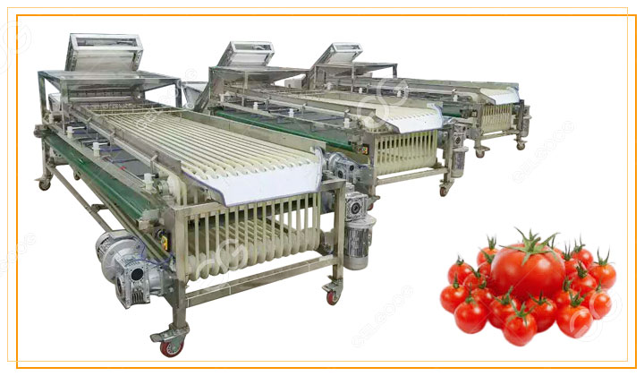 máquina clasificadora de tomates cherry.jpg
