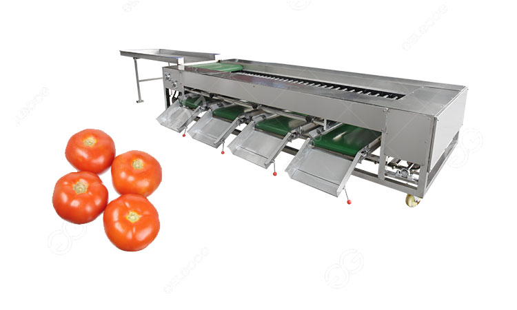 máquina clasificadora de tomates