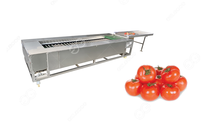 máquina clasificadora de tomates.jpg