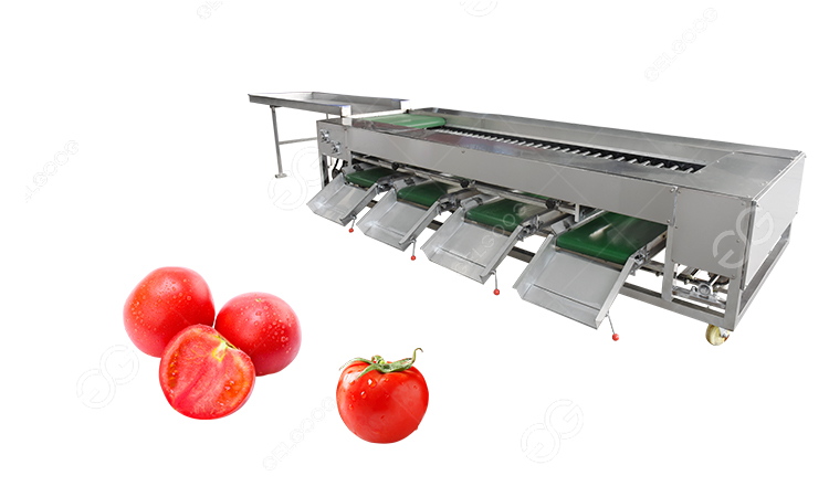 clasificación de tomates