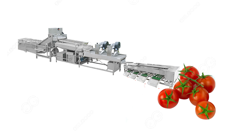 máquina de lavado y clasificación de tomates